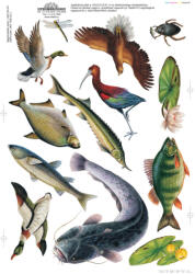 Stiefel A folyóvíz életközössége (applikációs készlet)