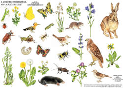 Stiefel A mező életközössége (applikációs készlet)