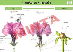 Comenius A virág és termés