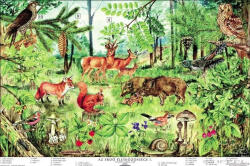 Stiefel Az erdő életközössége oktatótabló poszter