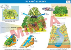 Comenius Az erdő szerepe