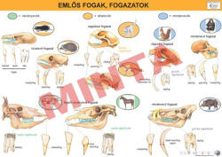 Comenius Emlős fogak, fogazatok