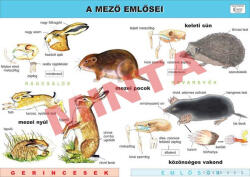 Comenius A mező emlősei