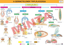 Comenius A gerinctelenek táplálkozása