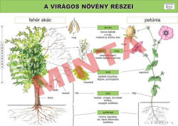 Comenius A virágos növény részei