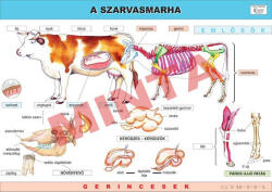 Comenius A szarvasmarha