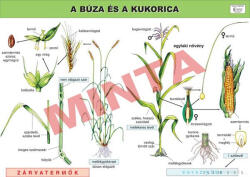 Comenius A búza és a kukorica