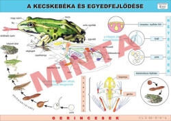 Comenius A kecskebéka és egyedfejlődése