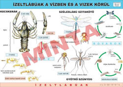 Comenius Ízeltlábúak a vízben és a vizek körül