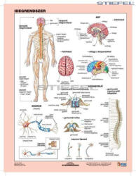 Stiefel Az idegrendszer