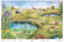 Stiefel A mocsár életközössége