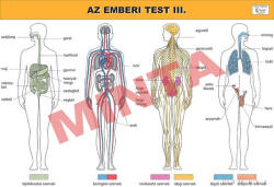 Comenius Az emberi test III