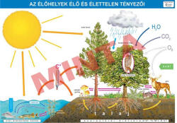 Comenius Az élőhelyek élő és élettelen tényezői