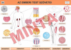 Comenius Az emberi test szövetei