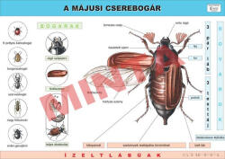 Comenius Májusi cserebogár