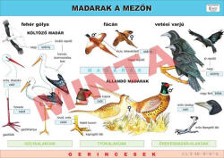 Comenius Madarak a mezőn