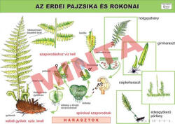 Comenius Az erdei pajzsika és rokonai