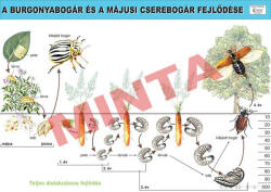 Comenius A burgonyabogár és a májusi cserebogár fejlődése