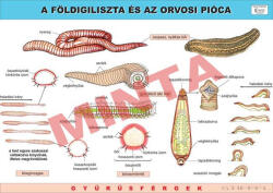 Comenius A Földigiliszta és az Orvosi pióca