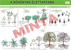 Comenius A növények élettartama
