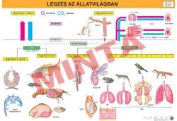 Comenius Légzés az állatvilágban