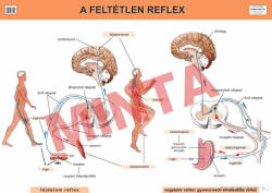Comenius A feltétlen reflex