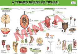 Comenius A termés részei és típusa