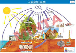Comenius A szénciklus