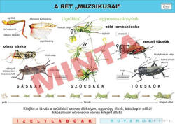 Comenius A rét "muzsikusai" oktatótabló