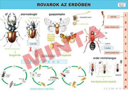 Comenius Rovarok az erdőben oktatótabló