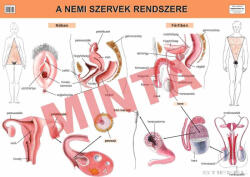 Comenius A nemi szervek rendszere