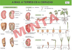 Comenius A mag , a termés és a csírázás