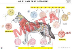 Comenius Az állati test szövetei