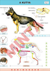 Comenius A kutya oktatótabló