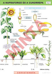 Comenius A napraforgó és a cukorrépa