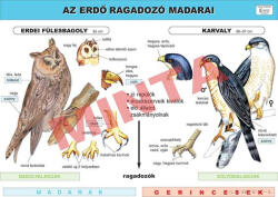 Comenius Az erdő ragadozó madarai