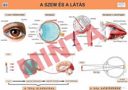 Comenius A szem és a látás