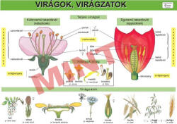 Comenius Virágok, virágzat