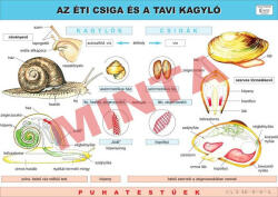 Comenius A Tavi kagyló és az Éti csiga