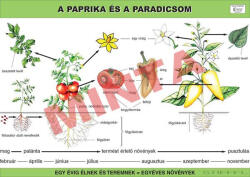 Comenius A paprika és a paradicsom
