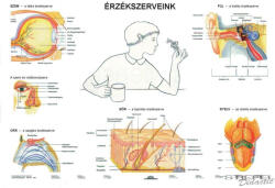 Stiefel Érzékszerveink DUO