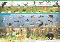 Stiefel Magyarország vadon élő állatai