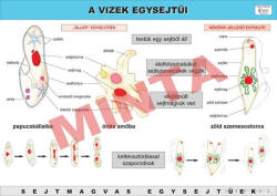Comenius A vizek egysejtűi