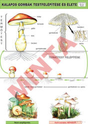 Comenius A kalapos gombák teste és élete