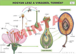 Comenius Hogyan lesz a virágból termés?