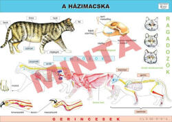 Comenius A házimacska oktatótabló