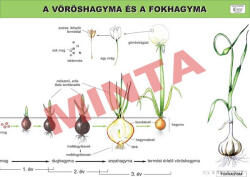 Comenius A vöröshagyma és a fokhagyma