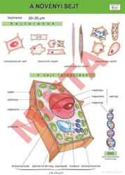 Comenius A növényi test szövetei
