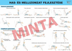 Comenius Has, - és mellizom fejlesztése