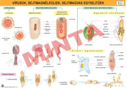 Comenius Vírusok, sejtmag nélküliek, sejtmagvas egysejtűek